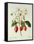 Fragaria (Strawberry), Engraved by Chapuis, from 'Choix Des Plus Belles Fleurs', 1827-33-Pierre-Joseph Redouté-Framed Stretched Canvas