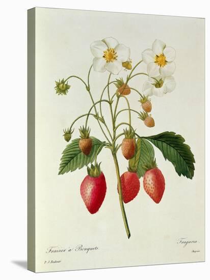 Fragaria (Strawberry), Engraved by Chapuis, from 'Choix Des Plus Belles Fleurs', 1827-33-Pierre-Joseph Redouté-Stretched Canvas