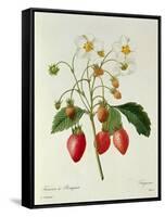 Fragaria (Strawberry), Engraved by Chapuis, from 'Choix Des Plus Belles Fleurs', 1827-33-Pierre-Joseph Redouté-Framed Stretched Canvas