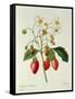 Fragaria (Strawberry), Engraved by Chapuis, from 'Choix Des Plus Belles Fleurs', 1827-33-Pierre-Joseph Redouté-Framed Stretched Canvas