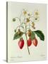 Fragaria (Strawberry), Engraved by Chapuis, from 'Choix Des Plus Belles Fleurs', 1827-33-Pierre-Joseph Redouté-Stretched Canvas