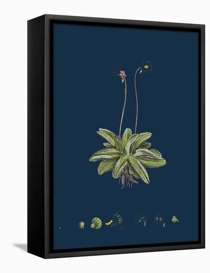 Fragaria Vesca; Wild Strawberry-null-Framed Stretched Canvas