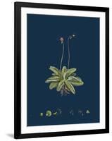 Fragaria Vesca; Wild Strawberry-null-Framed Giclee Print