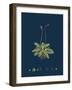 Fragaria Vesca; Wild Strawberry-null-Framed Premium Giclee Print