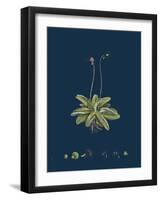 Fragaria Vesca; Wild Strawberry-null-Framed Premium Giclee Print