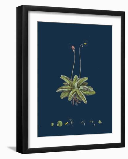 Fragaria Vesca; Wild Strawberry-null-Framed Giclee Print