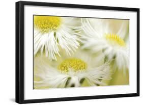 Fragile Beauty-Karin Connolly-Framed Art Print