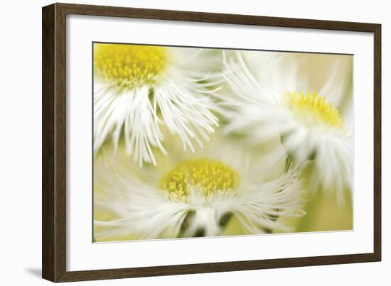 Fragile Beauty-Karin Connolly-Framed Art Print