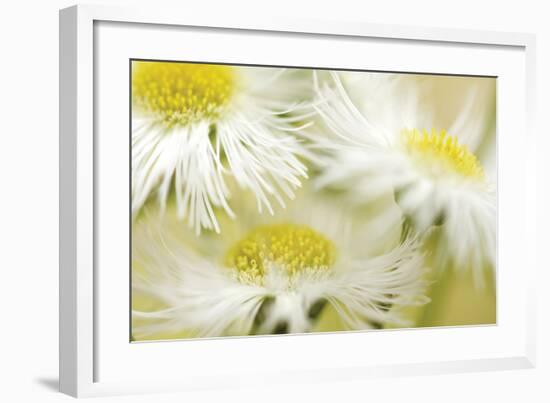 Fragile Beauty-Karin Connolly-Framed Art Print