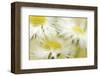 Fragile Beauty-Karin Connolly-Framed Art Print