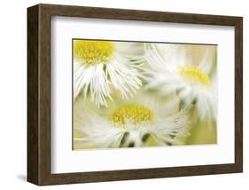 Fragile Beauty-Karin Connolly-Framed Art Print