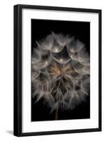 Fragile Beauty-Assaf Frank-Framed Giclee Print