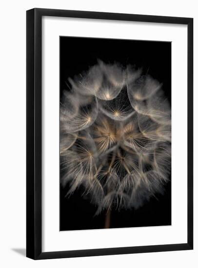 Fragile Beauty-Assaf Frank-Framed Giclee Print