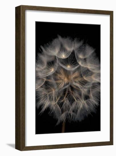 Fragile Beauty-Assaf Frank-Framed Giclee Print