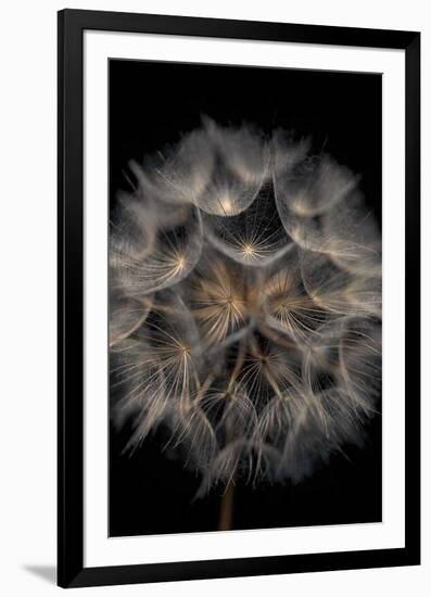 Fragile Beauty-Assaf Frank-Framed Giclee Print