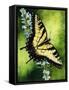 Fragile Beauty-Barbara Keith-Framed Stretched Canvas