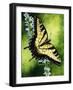 Fragile Beauty-Barbara Keith-Framed Giclee Print