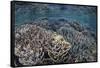 Fragile Corals Grow in Shallow Water in Komodo National Park-Stocktrek Images-Framed Stretched Canvas