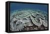 Fragile Corals Grow in Shallow Water in Komodo National Park-Stocktrek Images-Framed Stretched Canvas