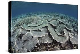 Fragile Corals Grow in Shallow Water in Komodo National Park-Stocktrek Images-Stretched Canvas