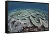 Fragile Corals Grow in Shallow Water in Komodo National Park-Stocktrek Images-Framed Stretched Canvas