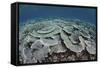 Fragile Corals Grow in Shallow Water in Komodo National Park-Stocktrek Images-Framed Stretched Canvas