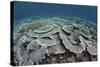 Fragile Corals Grow in Shallow Water in Komodo National Park-Stocktrek Images-Stretched Canvas