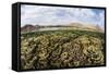 Fragile Corals Grow in Shallow Water in Komodo National Park-Stocktrek Images-Framed Stretched Canvas