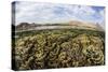 Fragile Corals Grow in Shallow Water in Komodo National Park-Stocktrek Images-Stretched Canvas