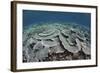 Fragile Corals Grow in Shallow Water in Komodo National Park-Stocktrek Images-Framed Photographic Print