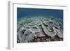 Fragile Corals Grow in Shallow Water in Komodo National Park-Stocktrek Images-Framed Photographic Print