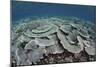 Fragile Corals Grow in Shallow Water in Komodo National Park-Stocktrek Images-Mounted Photographic Print