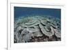 Fragile Corals Grow in Shallow Water in Komodo National Park-Stocktrek Images-Framed Photographic Print