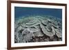 Fragile Corals Grow in Shallow Water in Komodo National Park-Stocktrek Images-Framed Photographic Print