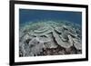 Fragile Corals Grow in Shallow Water in Komodo National Park-Stocktrek Images-Framed Photographic Print