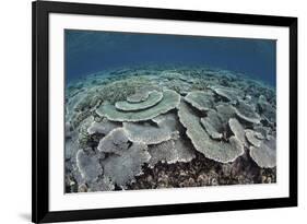 Fragile Corals Grow in Shallow Water in Komodo National Park-Stocktrek Images-Framed Photographic Print
