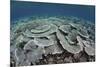 Fragile Corals Grow in Shallow Water in Komodo National Park-Stocktrek Images-Mounted Photographic Print