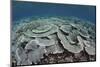 Fragile Corals Grow in Shallow Water in Komodo National Park-Stocktrek Images-Mounted Photographic Print