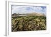 Fragile Corals Grow in Shallow Water in Komodo National Park-Stocktrek Images-Framed Photographic Print