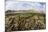 Fragile Corals Grow in Shallow Water in Komodo National Park-Stocktrek Images-Mounted Photographic Print