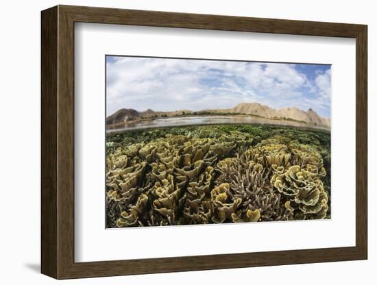 Fragile Corals Grow in Shallow Water in Komodo National Park-Stocktrek Images-Framed Photographic Print