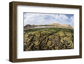 Fragile Corals Grow in Shallow Water in Komodo National Park-Stocktrek Images-Framed Photographic Print