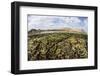 Fragile Corals Grow in Shallow Water in Komodo National Park-Stocktrek Images-Framed Photographic Print