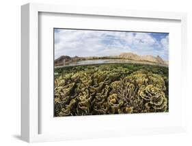 Fragile Corals Grow in Shallow Water in Komodo National Park-Stocktrek Images-Framed Photographic Print