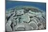 Fragile Corals Grow in Shallow Water in Komodo National Park-Stocktrek Images-Mounted Photographic Print