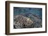 Fragile Corals Grow in Shallow Water in Komodo National Park-Stocktrek Images-Framed Photographic Print