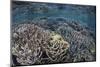 Fragile Corals Grow in Shallow Water in Komodo National Park-Stocktrek Images-Mounted Photographic Print