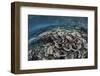 Fragile Corals Grow in Shallow Water in Raja Ampat, Indonesia-Stocktrek Images-Framed Photographic Print