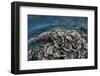 Fragile Corals Grow in Shallow Water in Raja Ampat, Indonesia-Stocktrek Images-Framed Photographic Print