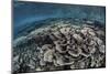 Fragile Corals Grow in Shallow Water in Raja Ampat, Indonesia-Stocktrek Images-Mounted Photographic Print